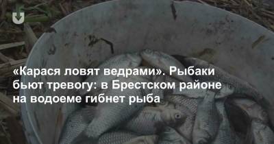 «Карася ловят ведрами». Рыбаки бьют тревогу: в Брестском районе на водоеме гибнет рыба - news.tut.by - Брест