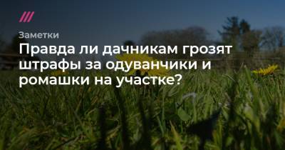 Правда ли дачникам грозят штрафы за одуванчики и ромашки на участке? - tvrain.ru