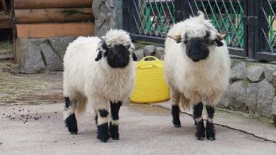 В Ленинградском зоопарке показали валлийских овец после стрижки - piter.tv