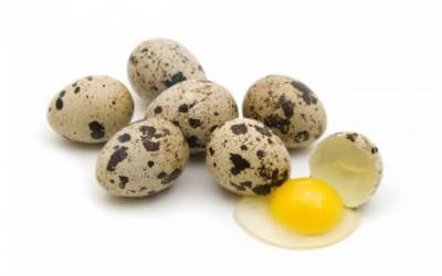 Україна увійшла в ТОП найбільших виробників перепелиних яєць у Європі - enovosty.com - Україна - Франція - Бразилія - Італія - Іспанія