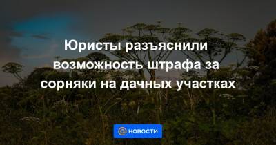 Юристы разъяснили возможность штрафа за сорняки на дачных участках - news.mail.ru
