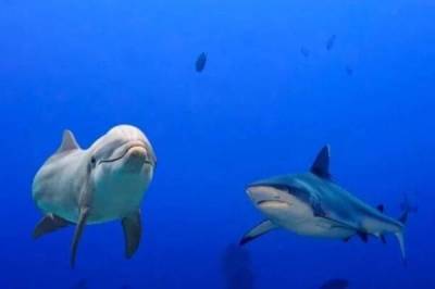 Вечная война.. Почему акулы боятся дельфинов? - skuke.net - Интересно