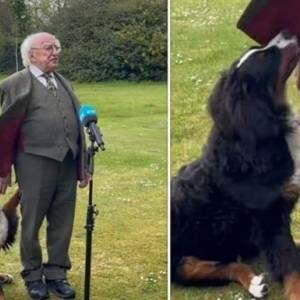 В Ирландии щенок вмешался в выступление президента. Видео - reporter-ua.com - Ирландия