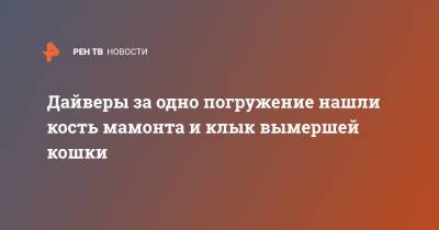 Дайверы за одно погружение нашли кость мамонта и клык вымершей кошки - ren.tv - США - шт.Флорида