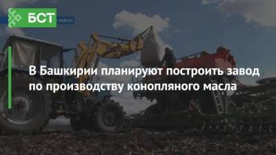 В Башкирии планируют построить завод по производству конопляного масла - bash.news - Башкирия