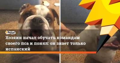 Хозяин начал обучать командам своего пса и понял: он знает только испанский - ridus.ru - New York