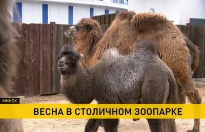 Малыши лам, овец и верблюжонок: в Минском зоопарке бэби-бум - ont.by - Минск