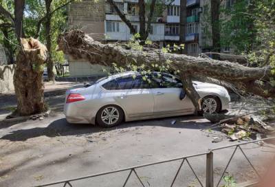Евгений Леонов - В Донецке на авто упало большое дерево, фото - real-vin.com - Украина - Донецк - Харцызск