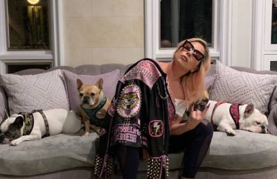 Викрадачі собак Леді Гаги не знали, що бульдоги належать їй - bykvu.com - місто Лос-Анджелес