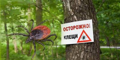 Сезон клещей в разгаре - Меры профилактики и что делать, если укусил клещ, инфографика - ТЕЛЕГРАФ - telegraf.com.ua