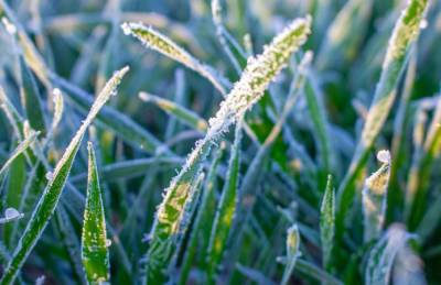 Аграриям предлагают решения для преодоления последствий весенних заморозков - agroportal.ua