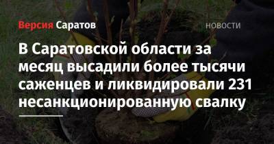 В Саратовской области за месяц высадили более тысячи саженцев и ликвидировали 231 несанкционированную свалку - nversia.ru - Саратовская обл.