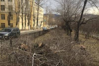 Александр Сапожников - Читинская прокуратура оценит правомерность вырубки деревьев на Горького - chita.ru - Чита