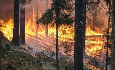 В Тюменской области продолжают тушить природные пожары - news.megatyumen.ru - Тюменская обл.