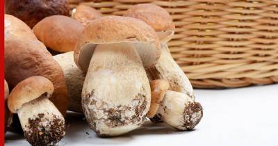 Не просто деликатес: о невероятной пользе белого гриба узнали ученые - profile.ru