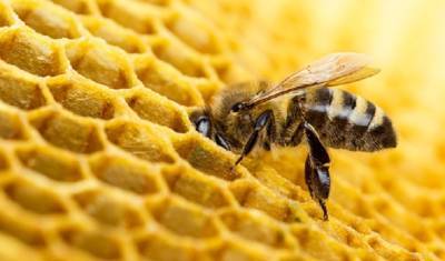 В Нидерландах пересчитали диких пчёл - mirnov.ru - Голландия