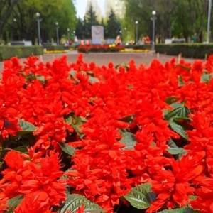 В Запорожье ко Дню Победы высадят 35 тыс. цветов - reporter-ua.com - Запорожье