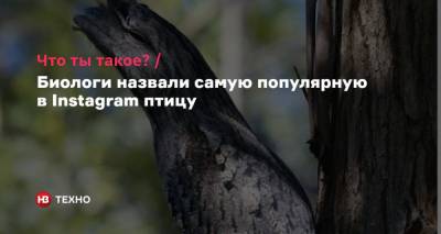 Что ты такое? Биологи назвали самую популярную в Instagram птицу - nv.ua