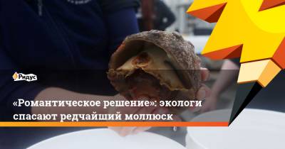 «Романтическое решение»: экологи спасают редчайший моллюск - ridus.ru - Мексика - шт. Калифорния - Экология
