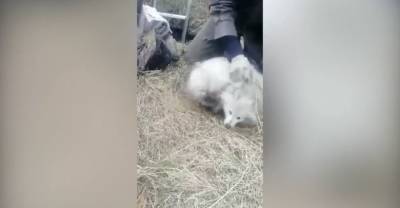 В Приморье полицейские спасли из колодца лесного кота и енота-альбиноса - reendex.ru - Приморье край