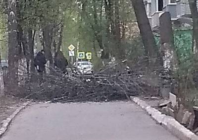 Рязанка пожаловалась на оставленные на тротуаре после спила деревьев ветки - ya62.ru - Рязань
