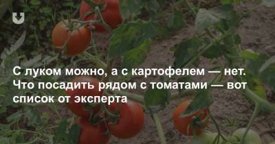 С луком можно, а с картофелем — нет. Что посадить рядом с томатами — вот список от эксперта - news.tut.by