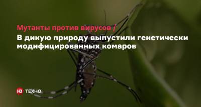 Мутанты против вирусов. В дикую природу выпустили генетически модифицированных комаров - nv.ua - США - Бразилия - шт.Флорида - Панама