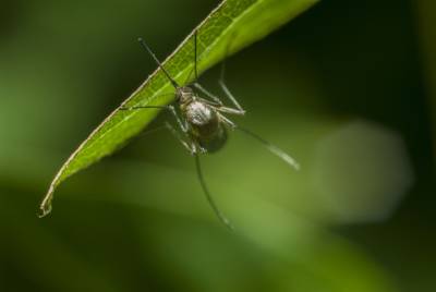 Впервые в США на волю выпустили генно-модифицированных комаров - techno.bigmir.net - США - Бразилия - шт.Флорида - Панама