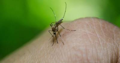 Тысячи гибридов. В США выпустили первых генетически модифицированных комаров - focus.ua - США - Бразилия - шт.Флорида - Панама