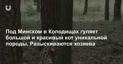 Под Минском в Колодищах гуляет большой и красивый кот уникальной породы. Разыскиваются хозяева - news.tut.by - Минск