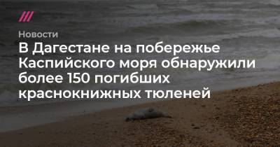 В Дагестане на побережье Каспийского моря обнаружили более 150 погибших краснокнижных тюленей - tvrain.ru - респ. Дагестан - Экология