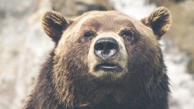 Принца Лихтенштейна обвиняют в убийстве самого большого медведя Европы - polit.info - Румыния - Лихтенштейн