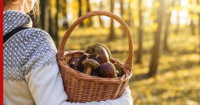 Правила сбора грибов, ягод и березового сока в России ужесточили - profile.ru - Экология