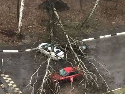 Движение оказалось полностью перекрыто на 15-й Парковой улице в Москве из-за упавшего дерева - argumenti.ru - Москва
