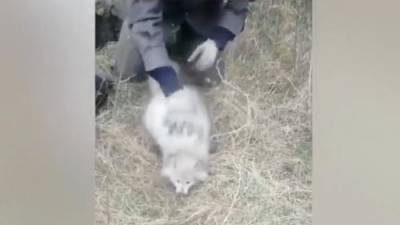 Видео: Спасение животных из заброшенного колодца сотрудниками УМВД России - argumenti.ru - Красноярский край - Приморье край - Владивосток