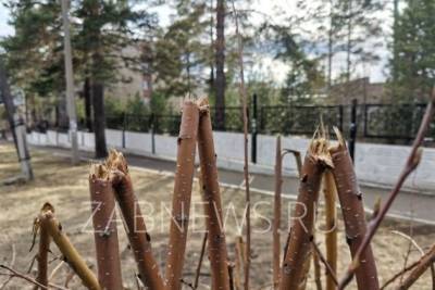 Неизвестные сломали ветви нескольких кустов черёмухи возле Читинского дацана - chita.ru - Чита