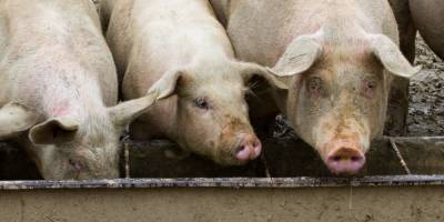 Из-за чумы. Украина запретила ввоз свинины из Евросоюза - biz.nv.ua - Румыния - Эстония - Венгрия - Болгария - Латвия - Словакия