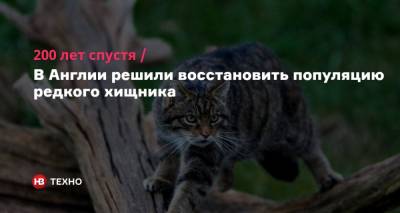 200 лет спустя. В Англии решили восстановить популяцию редкого хищника - nv.ua - Англия - Великобритания - Экология