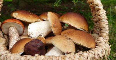 В Минприроды опровергли информацию об ужесточении правил сбора грибов - ren.tv - Экология