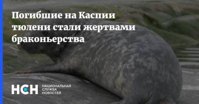 Погибшие на Каспии тюлени стали жертвами браконьерства - nsn.fm