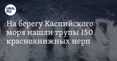 На берегу Каспийского моря нашли трупы 150 краснокнижных нерп. Ученые назвали причину - ura.news - Москва - респ. Дагестан