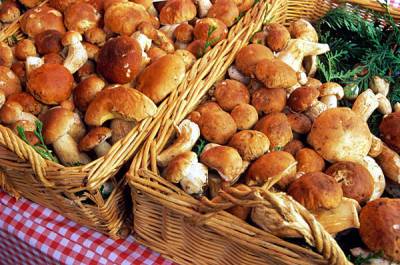 Минприроды опровергло слухи о запрете на сбор грибов с маленькими шляпками - nakanune.ru