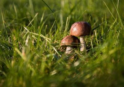 Минприроды опровергло информацию об ужесточении правил сбора грибов и ягод - ya62.ru