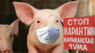 В Украину запретили ввоз свиней из ряда стран ЕС - hubs.ua - Румыния - Эстония - Венгрия - Ивано-Франковская обл. - Болгария - Латвия - Словакия