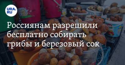 Россиянам разрешили бесплатно собирать грибы и березовый сок - ura.news - Экология
