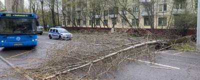 В Москве из-за сильного ветра и упавших деревьев пострадали два человека - runews24.ru - Москва