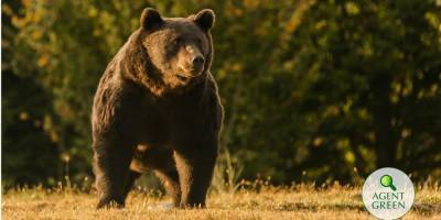 Принца Лихтенштейна подозревают в убийстве самого большого медведя на территории Европы ради трофея - nv.ua - Австрия - Румыния - Лихтенштейн
