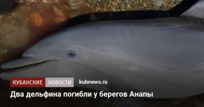Два дельфина погибли у берегов Анапы - kubnews.ru - Анапа - Краснодарский край