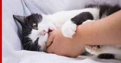 Почему кошки кусаются во время поглаживаний - profile.ru