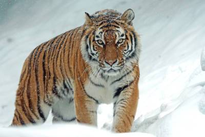 Руслан Бортник - Киевское руководство уготовило Украине роль самоубийцы – эксперт - politnavigator.net - Россия - Украина